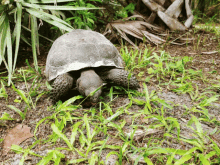 Lunch Turtle GIF - Lunch Turtle Cute GIFs
