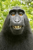 Monky God GIF - Monky god - Discover & Share GIFs