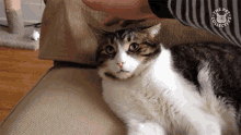 Cat Funny Cat GIF - Cat Funny Cat Seeing Things GIFs
