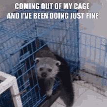 Coming Out Of My Cage And Ive Been Doing Just Fine Binturong GIF