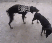 Dog Missing Dogs GIF - Dog Missing Dogs Miss GIFs