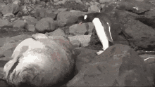 Sea Lion Penguin GIF