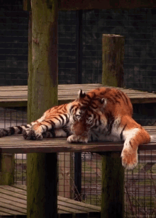 Tiger Cleaning GIF