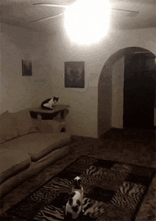 Cat Leaping GIF - Cat Leaping Jump GIFs