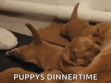 Tail Wag Puppies GIF - Tail Wag Puppies Sleeping GIFs
