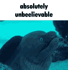 Shrimple Eel GIF - Shrimple Eel Its As Shrimple As That GIFs