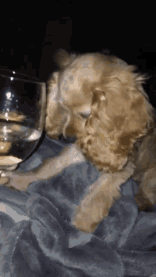 Puppy Wine GIF - Puppy Wine Drink GIFs