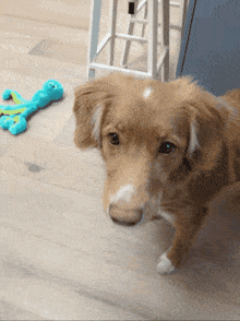 a brown dog laying on a wooden floor looking at the camera