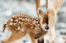 Baby Deer GIF - Baby Deer Cute GIFs