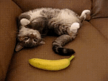 Suddenly…. Banana! GIF - Cat Adorable Animals GIFs