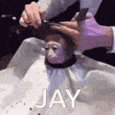 a person is cutting a monkey 's hair with the word jay written below it