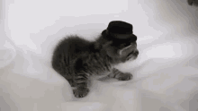 Kitten Hats Off GIF - Kitten Hats Off Hat GIFs