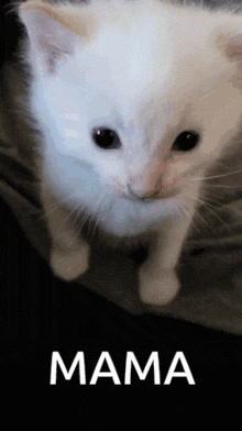 Hi Herbert Cat GIF