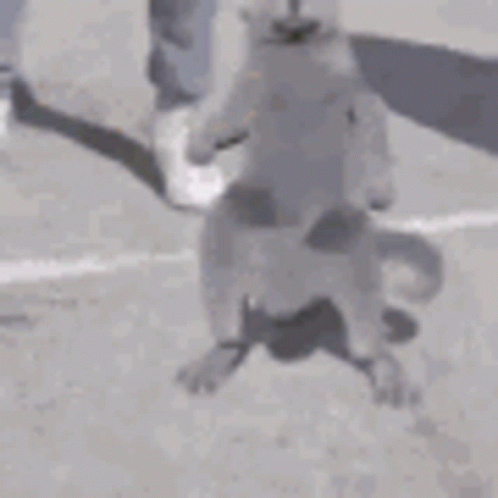 [Image: cat-dance.gif]