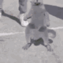 Cat Dance GIF - Cat Dance Dancing GIFs