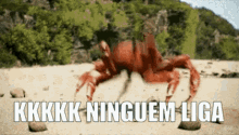 garanquej dance crab