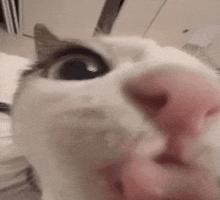 Cat Licking GIF - Cat Licking Catlicking GIFs