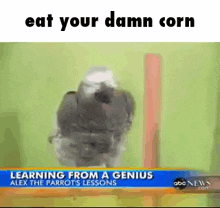 African Grey Parrot Eat Your Damn Corn GIF