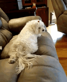 Fart Dogs GIF
