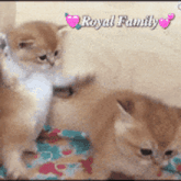 a picture of two cats with the words royal family written on the bottom