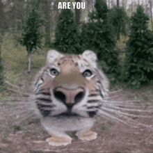 Tiger Are You Stupid GIF - Tiger Are You Stupid Tiger Meme GIFs