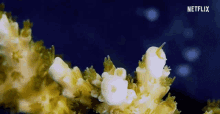 coral ocean reef sea documentary