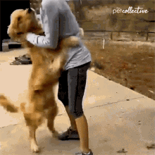 Good To See You The Pet Collective GIF - Good To See You The Pet Collective Happy GIFs