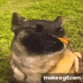 Dog With Butterfly GIF - Dog With Butterfly GIFs
