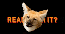 Maned Wolf Ready For It GIF - Maned Wolf Ready For It Flashy GIFs
