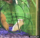 a hamster is playing in a hamster wheel with a gif on the bottom