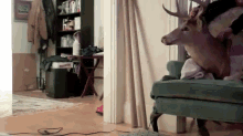 Not Right GIF - Animals Dog Deer GIFs
