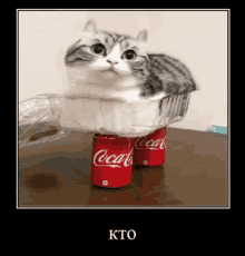 a cat is laying on top of two coca cola cans