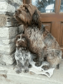 Cute Puppy And Mom GIF - Cute Puppy And Mom GIFs