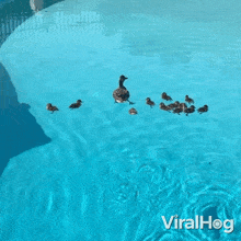 A Duck Family Is Enjoying In The Pool Viralhog GIF - A Duck Family Is Enjoying In The Pool Duck Viralhog GIFs