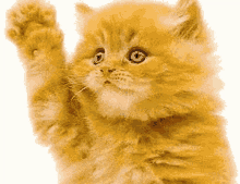 Cheese Brastha Yellow Cat GIF - Cheese Brastha Yellow Cat Cat GIFs