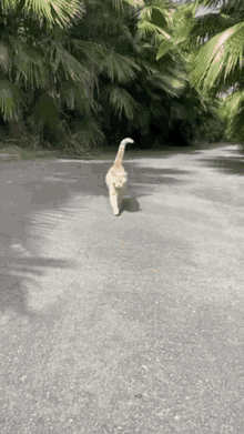 cat walk seamus orange tabby kitty rir