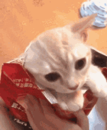 Cat Bag GIF - Cat Bag Kitten GIFs