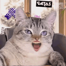 Annoyed Cat Mtv Miaw GIF - Annoyed Cat Mtv Miaw Cat Show GIFs