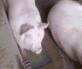 two pigs are standing next to each other and one is looking up