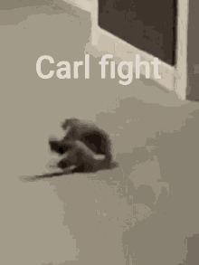 Carl Carl Fight GIF - Carl Carl Fight Rat Fight GIFs