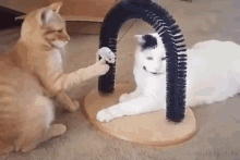 Cats Funny Animals GIF - Cats Funny Animals Play GIFs
