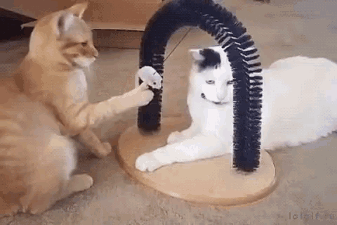 Funnyanimals Funnycat GIF - FunnyAnimals FunnyCat StepForward - Discover &  Share GIFs