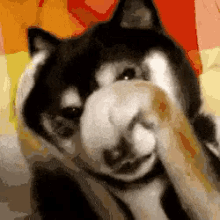 Adorable GIF - Covereyes Seenoevil Dog GIFs