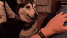 Dog Attention GIF - Dog Attention Cute GIFs