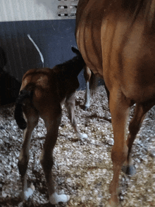 a small brown horse standing next to a large brown horse in a stable with a sign that says ' a ' on it