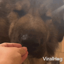 Give Food To The Dog Viralhog GIF - Give Food To The Dog Dog Viralhog GIFs