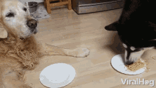 Spaghetti Dogs GIF - Spaghetti Dogs Dogs Eating GIFs