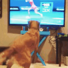 狗狗 看电视 搞笑 排球 GIF
