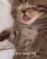 a close up of a cat with its tongue hanging out and the words oleg umer written below it