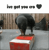 Crow Ive Got You GIF - Crow Ive Got You Ive Got You Cro GIFs